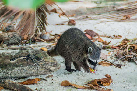 MANUEL ANTONIO, COSTA RICA - MAY 13, 2016: Crab-eating raccoon (Procyon cancrivorus) eating a stolen snack in National Park Manuel Antonio, Costa Ricaの写真素材
