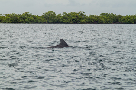 Dolphin in Bocas del Toro archipelago, Panamaの写真素材