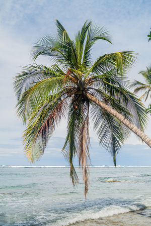 Palm and the sea in Cahuita National Park, Costa Ricaの写真素材
