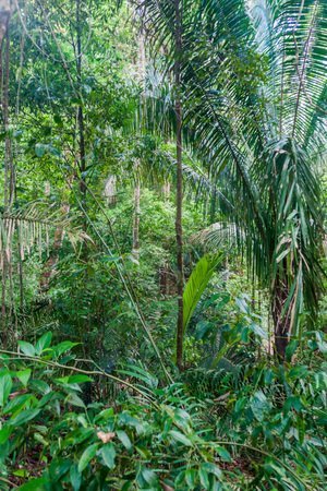 Jungle in National Park Manuel Antonio, Costa Ricaの写真素材