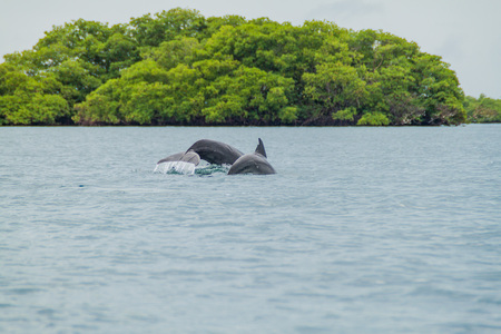 Dolphins in Bocas del Toro archipelago, Panamaの写真素材