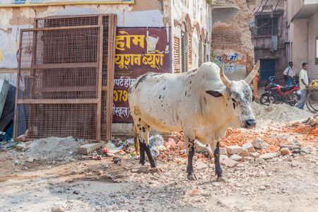 VARANASI, INDIA: Cow on a street in Varanasi, Indiaの写真素材