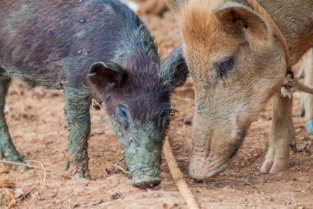 Small pigs on a field near Vinales, Cubaの写真素材