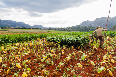 VINALES, CUBA - FEB 19, 2016: Tobacco farmer working on his field in Guasasa valley near Vinales, Cubaのeditorial素材