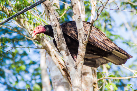 Turkey vulture (Cathartes aura) near Playa Giron village, Cubaの写真素材