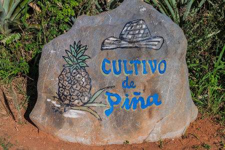 Stone with an inscription: "Cultivo of Pina" (Growing of a pineapple) marking a pineapple field. Vinales valley, Cuba.のeditorial素材