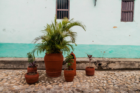 Decorative plants at a cobbled street in Sancti Spiritus, Cubaの写真素材
