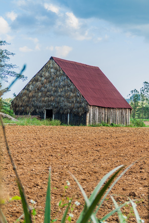 Tobacco field and drying house near Vinales, Cubaの写真素材