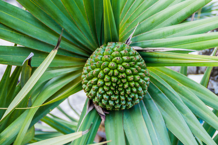 Detail of a palm fruit at La Gran Piedra mountain, Cubaの写真素材