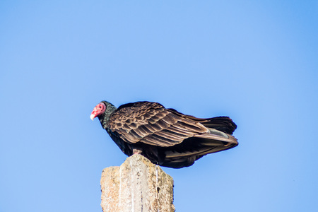 Turkey vulture (Cathartes aura) on a pole in Playa Giron village, Cubaの写真素材