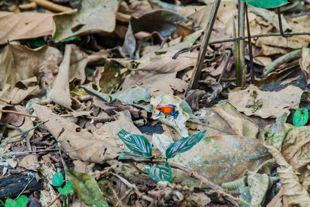 Blue jeans color morph of strawberry poison-dart frog (Oophaga pumilio), Costa Ricaの写真素材