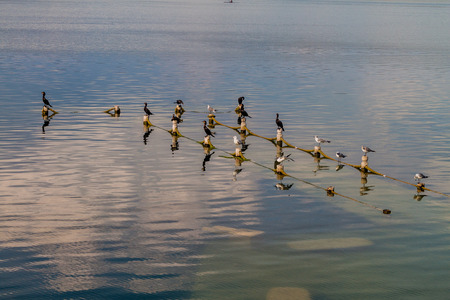 Birds on Peten Itza lake, Guatemala. Neotropic cormorant (Phalacrocorax brasilianus) and Laughing gull (Leucophaeus atricilla).の写真素材