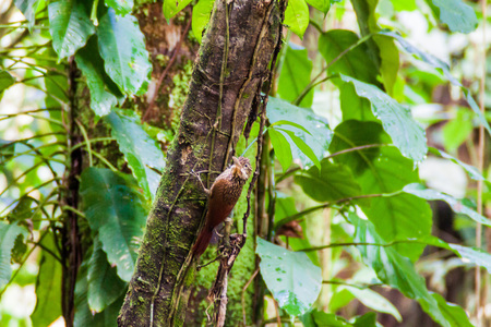 Ivory-billed woodcreeper (Xiphorhynchus flavigaster) in Cockscomb Basin Wildlife Sanctuary, Belize.の写真素材