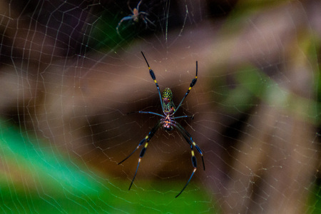 Golden silk orb-weaver (Nephila) spider in Toruguero National Park, Costa Rica