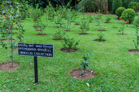 Hibiscus collection of Peradeniya Royal Botanical Gardens near Kandy, Sri Lankaのeditorial素材