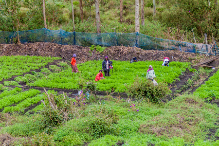 PATTIPOLA, SRI LANKA - JULY 16, 2015: People working on a field near Pattipola village.のeditorial素材