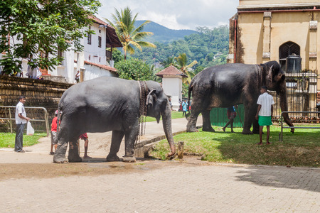 KANDY, SRI LANKA - JULY 19, 2016: Elephants in the streets of Kandy during Poya (Full Moon) holiday.のeditorial素材