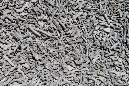 Background of broken coralsの写真素材