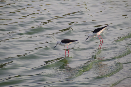 Black-winged Stilt (Himantopus himantopus) in Udawalawe National Park, Sri Lankaの写真素材