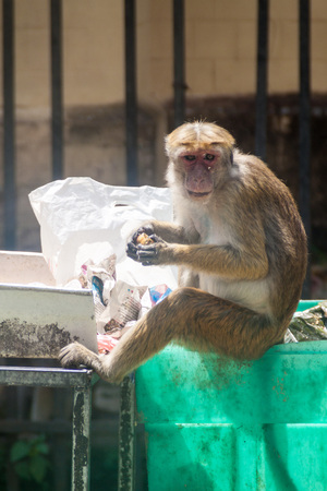 KANDY, SRI LANKA - JULY 19, 2016: Macaque eats food rests from a trash.のeditorial素材