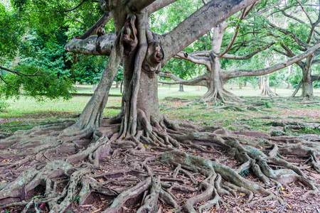 Ficus in Peradeniya Royal Botanical Gardens near Kandy, Sri Lankaの写真素材