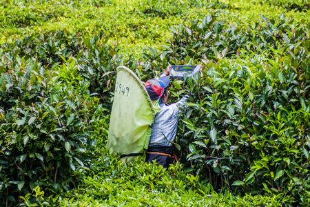 DAMBATENNE, SRI LANKA - JULY 15, 2016: Worker of a tea plantation near Dambatenne village.のeditorial素材