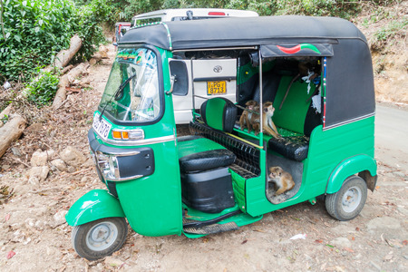 HAPUTALE, SRI LANKA - JULY 16, 2016: Macaques infested a tuk tuk, eating a food inside, parked in...