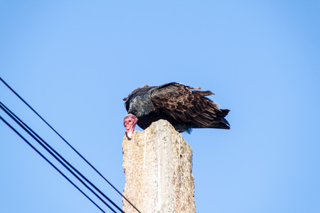 Turkey vulture (Cathartes aura) on a pole in Playa Giron village, Cuba