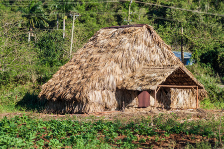 Tobacco field and drying house near Vinales, Cubaの写真素材