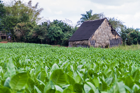 Tobacco field and drying house near Vinales, Cubaの写真素材