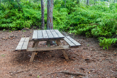 Picnic place in Cockscomb Basin Wildlife Sanctuary, Belize.の写真素材