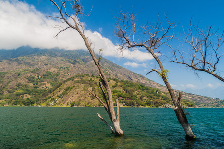 Coast of Atitlan lake, Guatemala. Rising levels of this lake causing submersion of trees.の写真素材