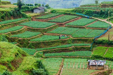 Vegetable agricultural terraces near Nanu Oya village, Sri Lankaの写真素材