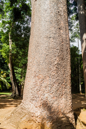 Agathis robusta in Royal Botanic Gardens near Kandy, Sri Lankaの写真素材
