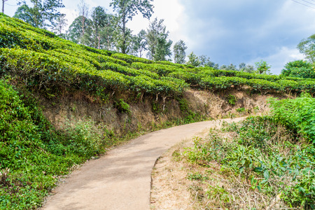 Tea plantations near Ella, Sri Lanka
