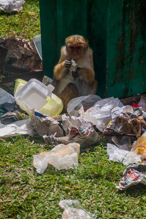 KANDY, SRI LANKA - JULY 19, 2016: Macaque eats food rests from a trash.のeditorial素材
