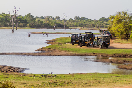 UDA WALAWE, SRI LANKA - JULY 14, 2016: Tourists in safari jeeps in Uda Walawe National Park, Sri Lankaのeditorial素材