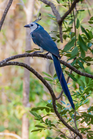 White-throated magpie-jay (Calocitta formosa) on Ometepe island, Nicaraguaの写真素材