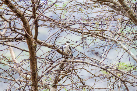 Rufous-naped wren (Campylorhynchus rufinucha) in Protected Area Miraflor, Nicaraguaの写真素材