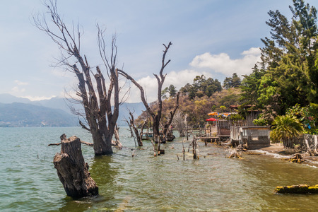 Partially submerged trees near San Marcos La Laguna village, Guatemalaの写真素材