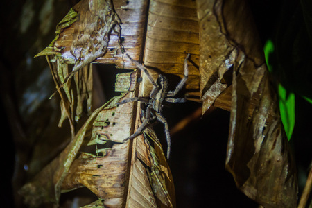 Spider in Tortuguero National Park, Costa Ricaの写真素材