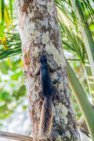 Variegated squirrel (Sciurus variegatoides) in Cahuita National Park, Costa Ricaの写真素材