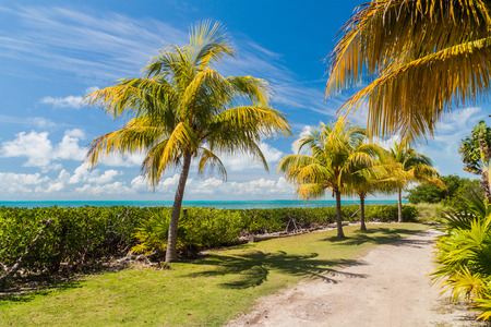 Palms at a coast of Caye Caulker island, Belizeの写真素材
