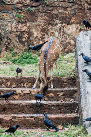 Chital and crows in the Fort Frederick in Trincomalee, Sri Lankaの写真素材