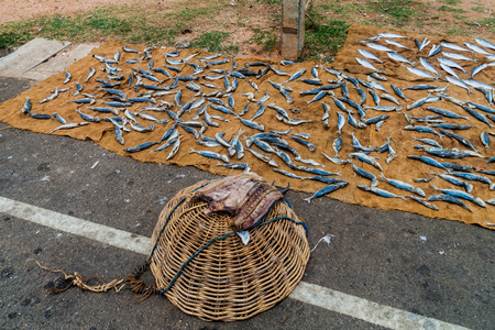 Fresh fish stalls in Trincomalee, Sri Lankaの写真素材