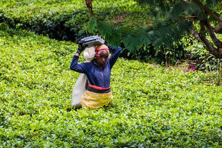 DAMBATENNE, SRI LANKA - JULY 15, 2016: Worker of a tea plantation near Dambatenne village.のeditorial素材