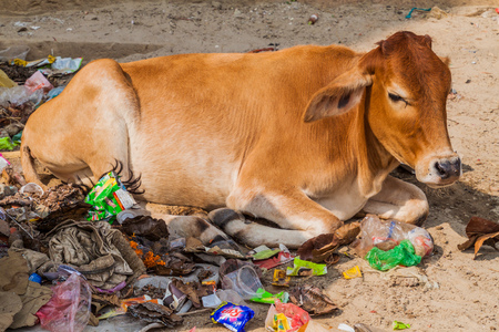 VARANASI, INDIA - OCTOBER 25, 2016: Cow lies in a pile of trash in Varanasi, Indiaのeditorial素材