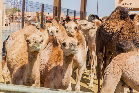 Camels for sale at the Animal Market in Al Ain, UAEの写真素材