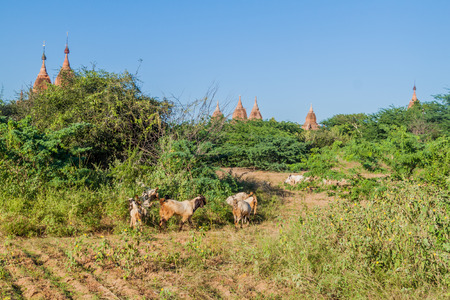Goats grazing among pagodas in Bagan, Myanmarの写真素材
