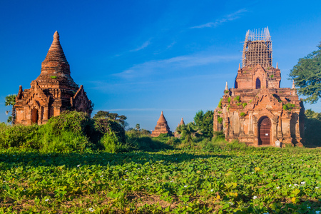 Row of small temples in Bagan, Myanmar.の写真素材
